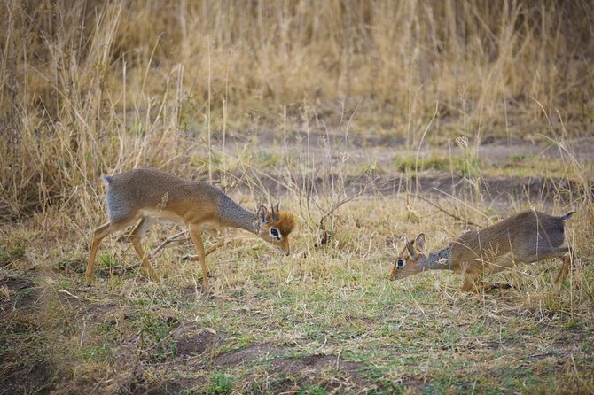 3 Day Magic Safari (Arusha, Tarangire & Manyara NP) - Cancellation Policy