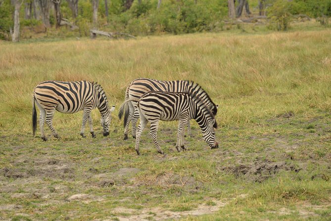 3-Day Moremi Game Reserve- by Walking Stick Safaris - Safety Precautions