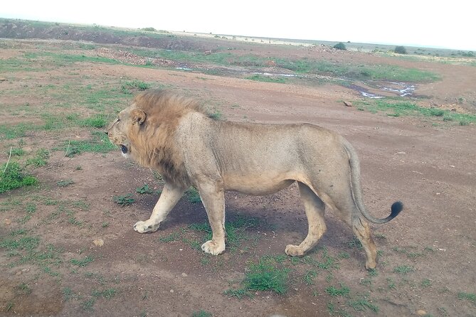 3 Day Private Ol Pejeta Safari With a Farming Trip - Frequently Asked Questions