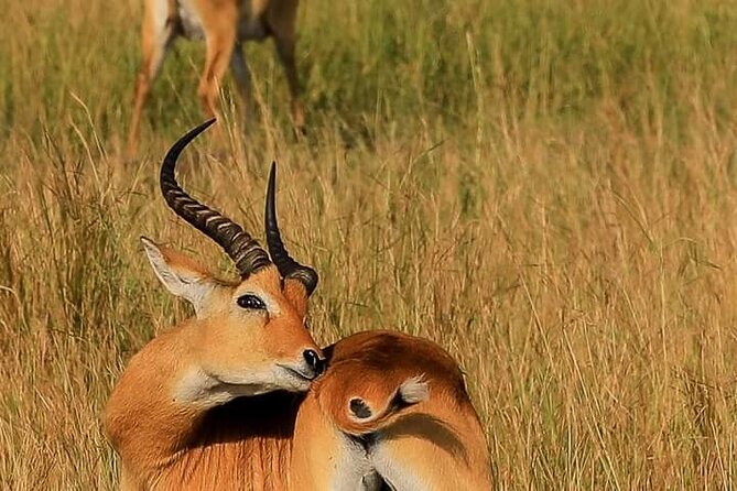 3-Day Private Safari of Murchison Falls National Park - The Sum Up