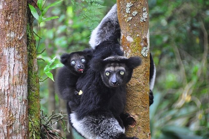 3-Day Private Tour to Andasibe National Park - Accommodations and Guides