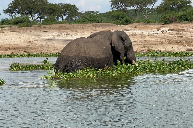 3 Day Queen Elizabeth National Park Budget Tour - Reviews and Ratings