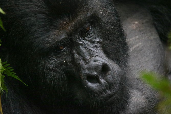 3-Day Rwanda Gorilla Safari - Meeting and Pickup Details