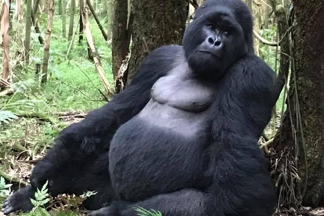 3 Day Safari With Gorilla Tracking in Bwindi NP - Accessibility