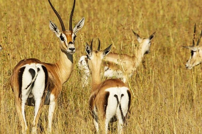 3 Day Tanzania Luxury Safari - Frequently Asked Questions