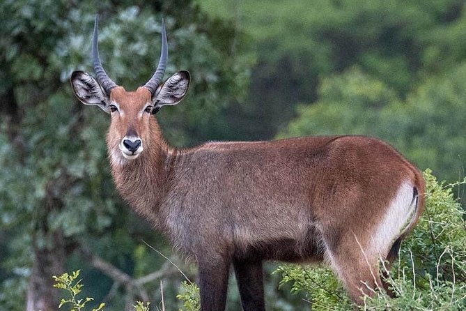 3-Day Tour in Murchison Falls Safari & Rhino Tracking - Meals and Dining Options