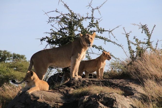 3 Days 2 Night Mikumi National Park & Udzungwa Walking Safari - The Sum Up