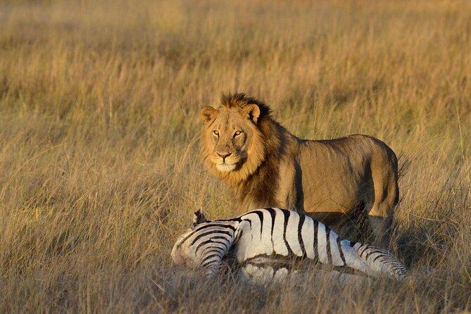 3 Days 2 Nights Hwange NP Big 5 Safari From Victoria Falls - Good To Know