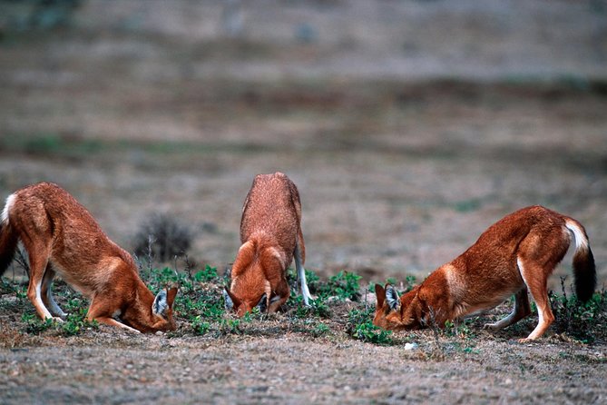 3 Days Bale Mountains Trekking - Frequently Asked Questions