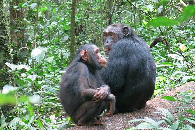 3-Days Chimpanzee Tracking Kibale Uganda - Booking Confirmation