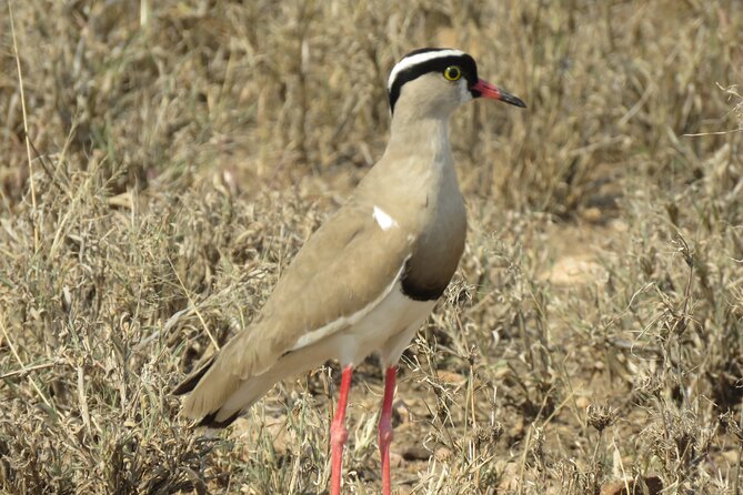 3 Days Exploring Serengeti & Ngorongoro Crater From Arusha - Pickup and Logistics