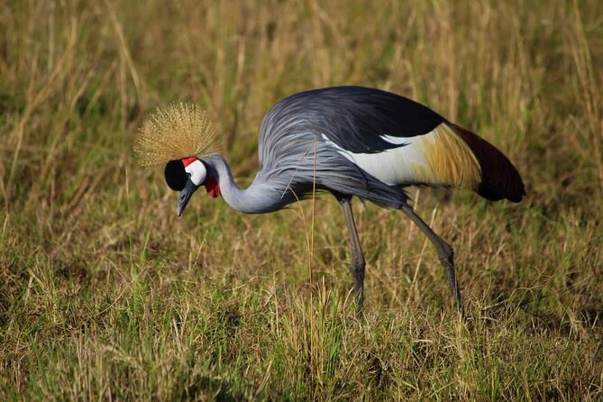 3 Days Masai Mara Flight Safari - The Sum Up