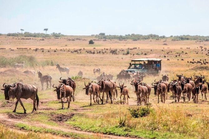 3 Days Masai Mara Mid Range Shared Safari Adventure - The Sum Up