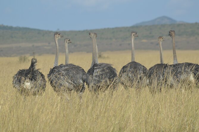 3-Days Masai Mara Rhythms Safari - Frequently Asked Questions