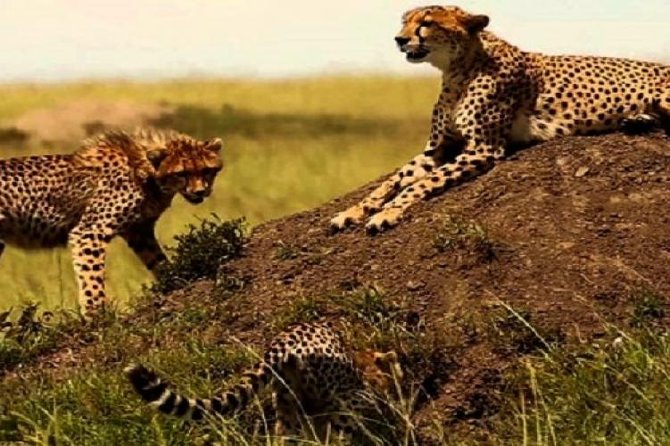 3 Days Masai Mara Safari From Nairobi - Booking Information