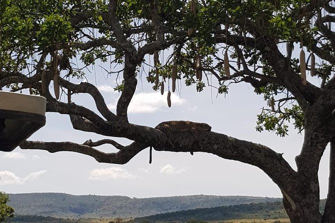 3 Days Masai Mara Safari Group Joining (Daily Departures) - Meals and Accommodations