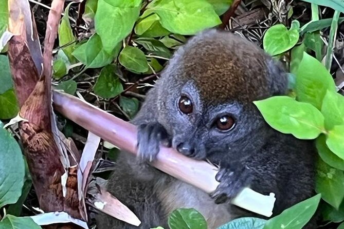 3 Days Private Tour in Lemur Territory in Andasibe - Accommodation Details