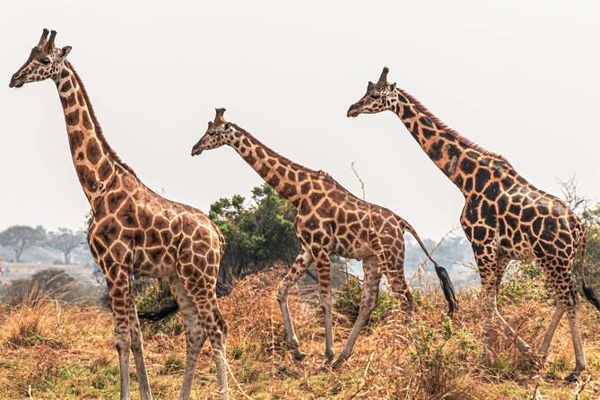 3 Days Private Tour in Murchison Falls National Park - Frequently Asked Questions
