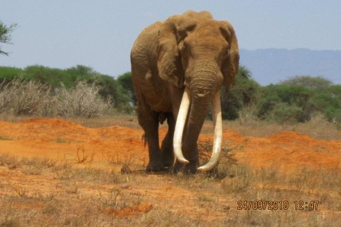 3 Days Red Elephant Safari - The Sum Up