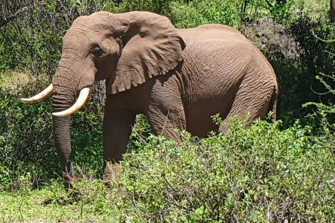 3 Days Serengeti National Park From Zanzibar - The Sum Up