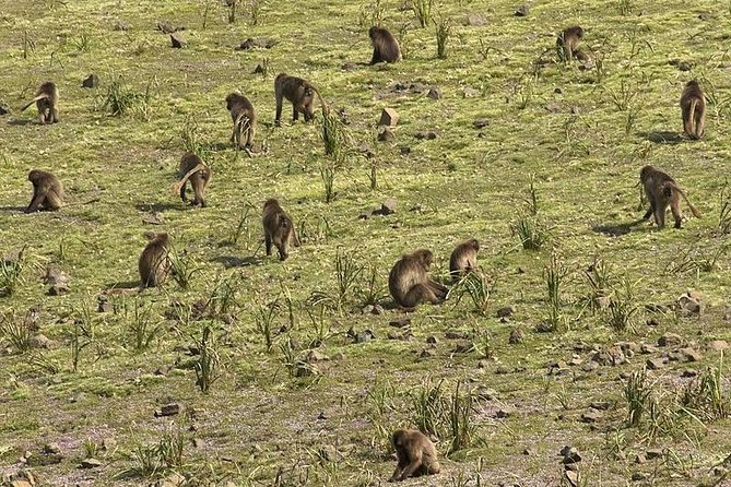 3 Days Simien Mountains Trekking - The Sum Up