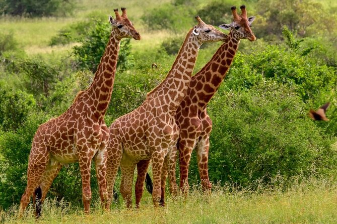 3 Days Tsavo East Safari From Mombasa, Diani, Malindi or Watamu - Pickup Details