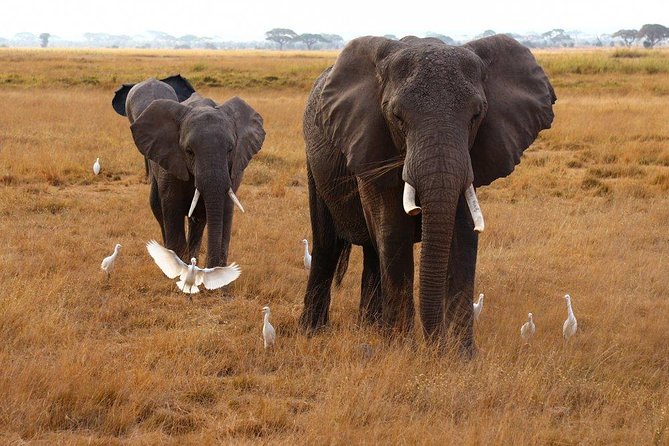 3 Days Tsavo East, Taita Hills Saltlick and Amboseli Kenya Safari - Meeting and Pickup Logistics