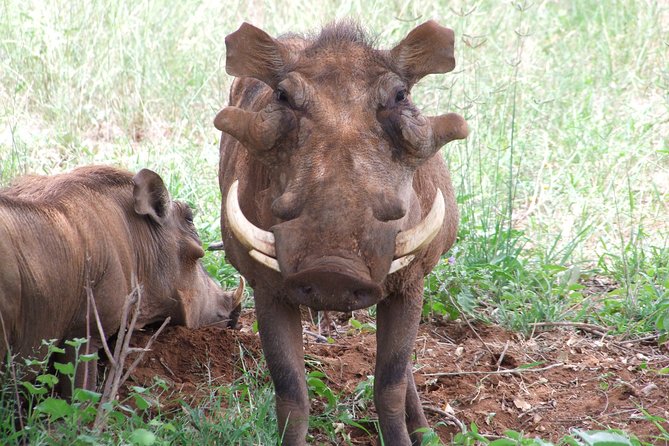 3 Days Tsavo East & West Starting From Mombasa. - Customer Reviews and Ratings