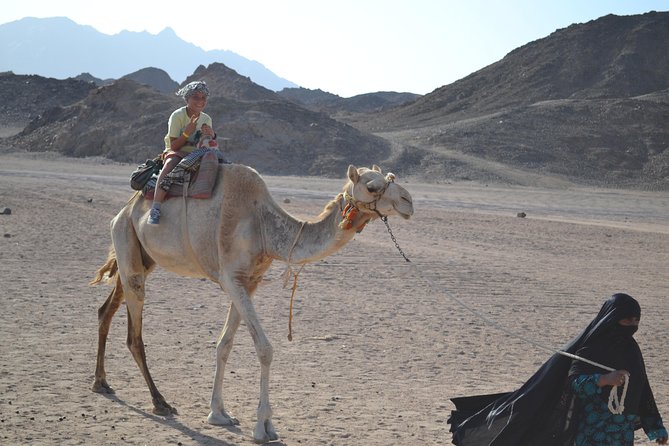 3 Hours Safari Afternoon By ATV Quad & Camel Ride With Transfer - Marsa Alam - The Sum Up