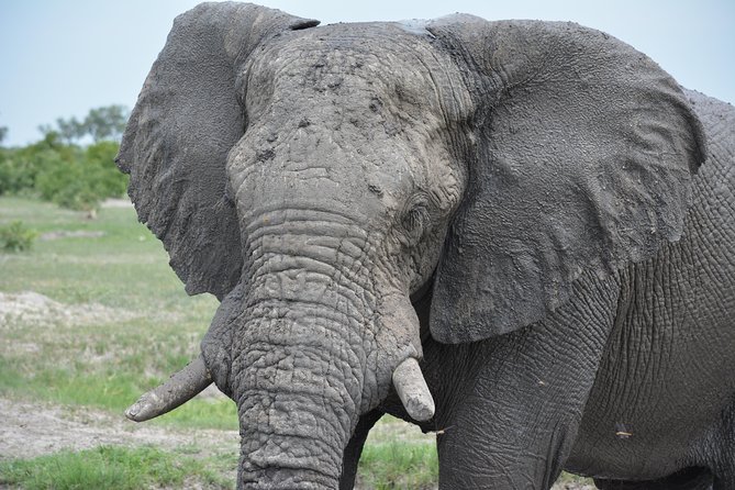 3 Hrs Game Drive in Chobe National Park - Reviews