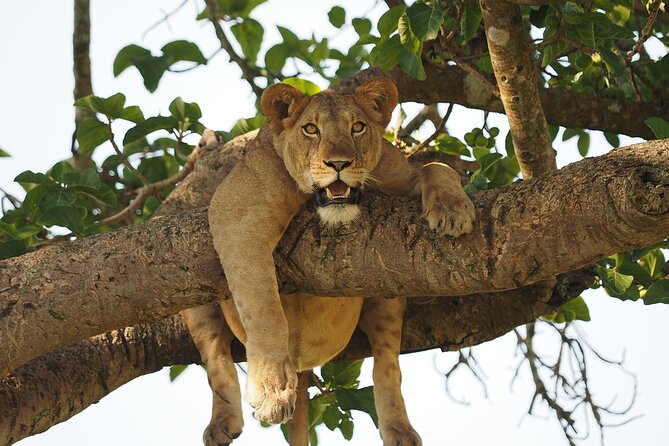 4 Day Gorilla Trekking and Queen Elizabeth National Park - Ticket Redemption Information