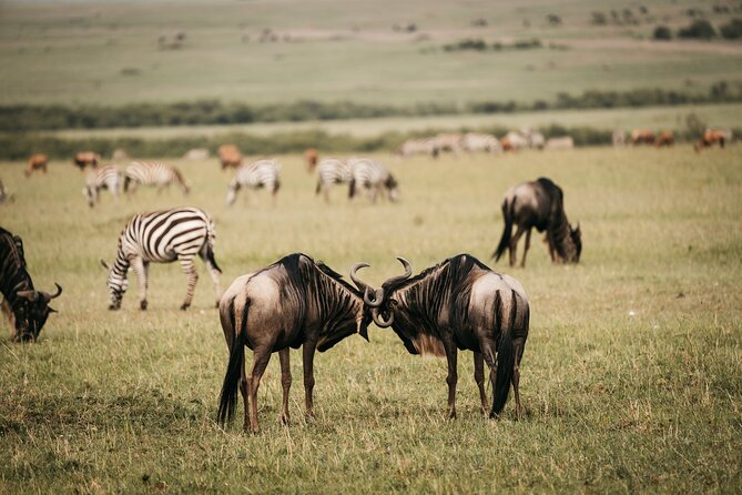 4-Day Maasai Mara and Lake Nakuru Safari From Nairobi - Frequently Asked Questions