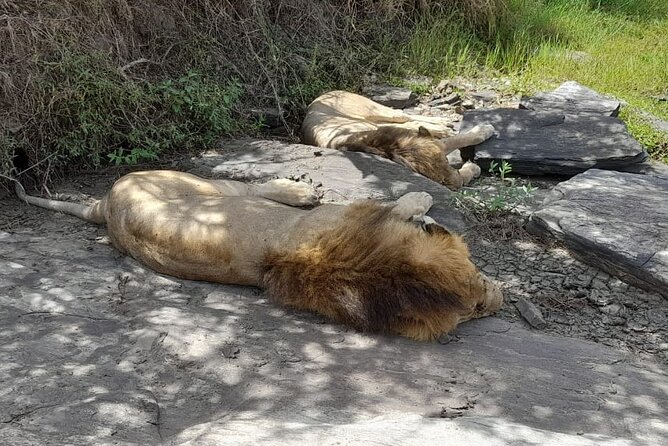 4-Day Masai Mara and Lake Nakuru Safari From Nairobi - Customer Reviews
