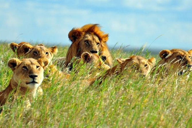 4-Day Masai Mara Shared Budget Safari With Pickup From Nairobi - Booking Options