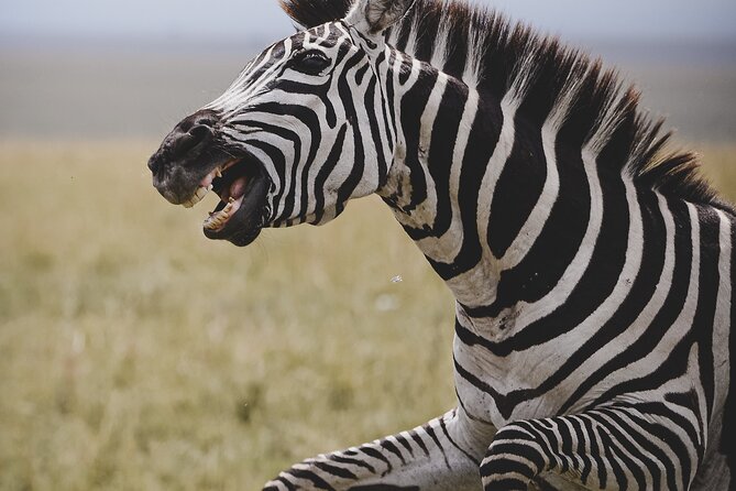 4-Day Private Masai Mara Kenya Safari Tour - Customer Reviews