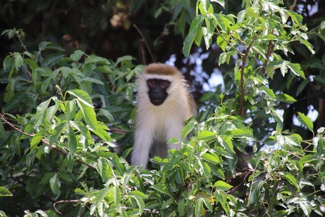 4 Day Uganda Gorilla Trekking Safari With Lake Bunyonyi - Pickup Information