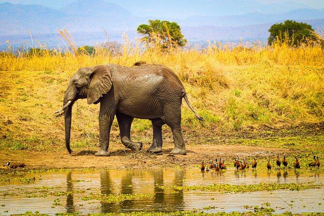 4 Days 3 Nights Safari to Mikumi National Park - Frequently Asked Questions