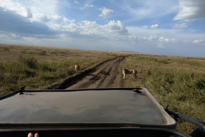 4 Days Amazing Serengeti - Day 3: Wildlife Encounters and Cultural Experiences
