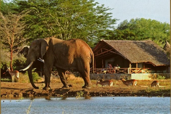 4 Days Animal Kingdom - MOMBASA - Tour Directions