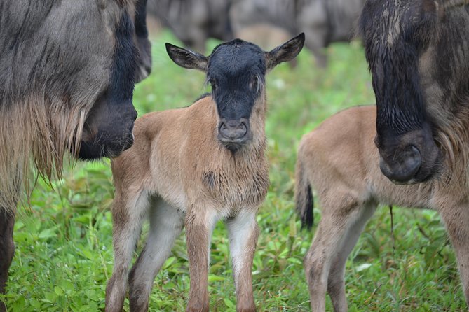 4 Days Authentic Honeymoon Safari Serengeti and Ngongoro Crater - Safari Experience Highlights