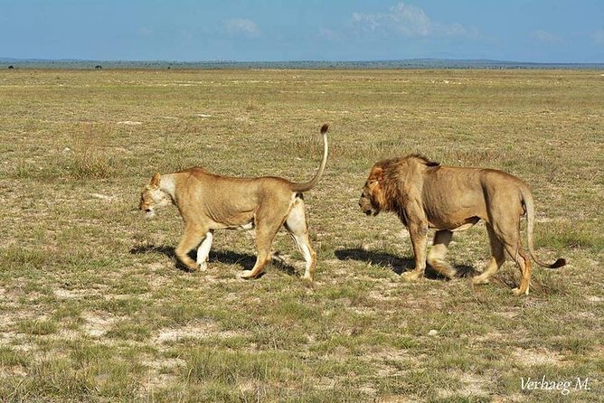 4 Days Best of Kenya Safaris (Tsavo East, Amboseli and Tsavo West.) - Wildlife Encounters