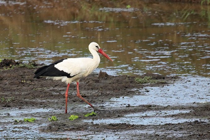4 Days Kidepo Savannah Wildlife Safari - The Sum Up