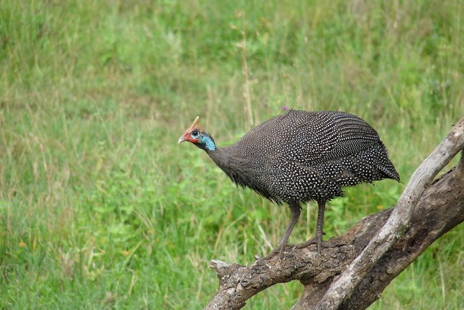 4 Days Lodge Safari - Frequently Asked Questions