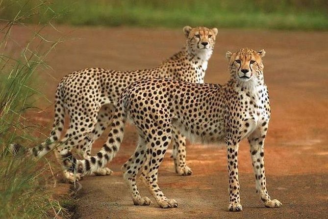 4 Days Maasai Mara Budget Safari (Daily Departure + 24h Customer Service) - Additional Considerations