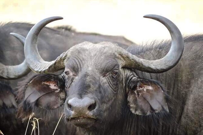 4 Days Masai Mara and Lake Nakuru Safari - Meals and Dining Options