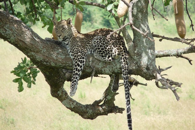 4 Days Masai Mara & Lake Nakuru Budget Safari From Nairobi - The Sum Up
