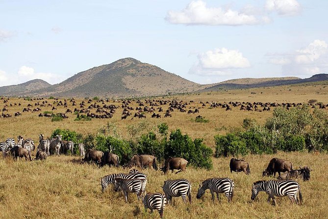 4 Days Masai Mara & Lake Nakuru Lodge Safari - Pricing and Reviews