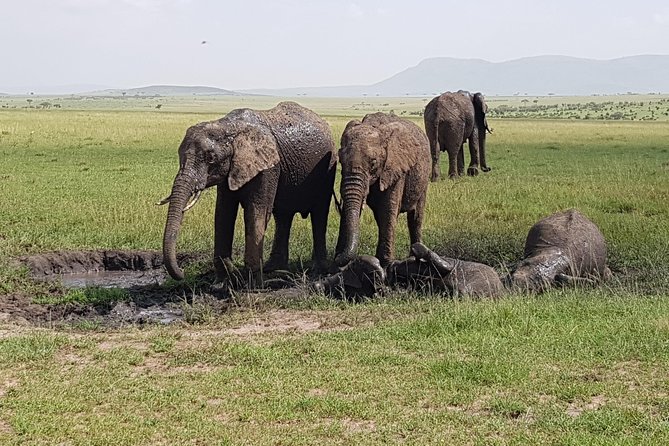 4 Days Masai Mara Migration Safari - Safari Itinerary