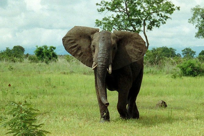 4 Days Mikumi & Udzungwa National Parks Safari - Culinary Experiences and Dining