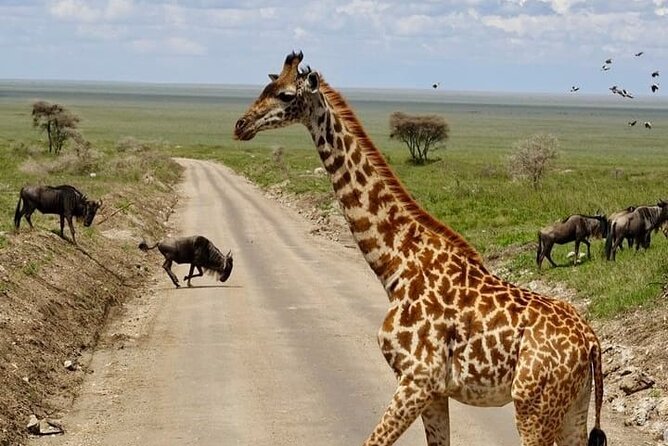 4 Days Private Safaris in Tarangire, Ngorongoro and Serengeti . - Booking Information